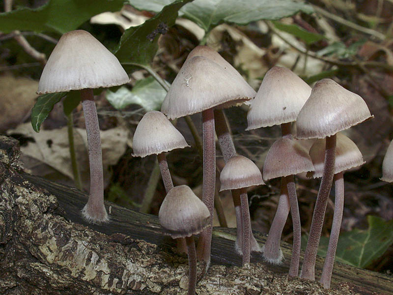 Mycena haematopus