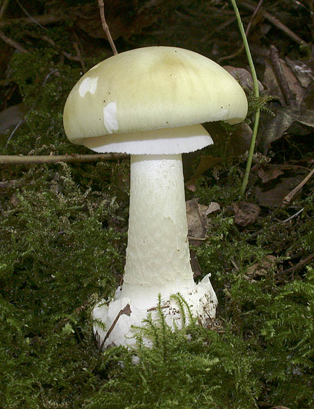 Amanita phalloides