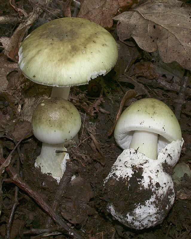 Amanita phalloides