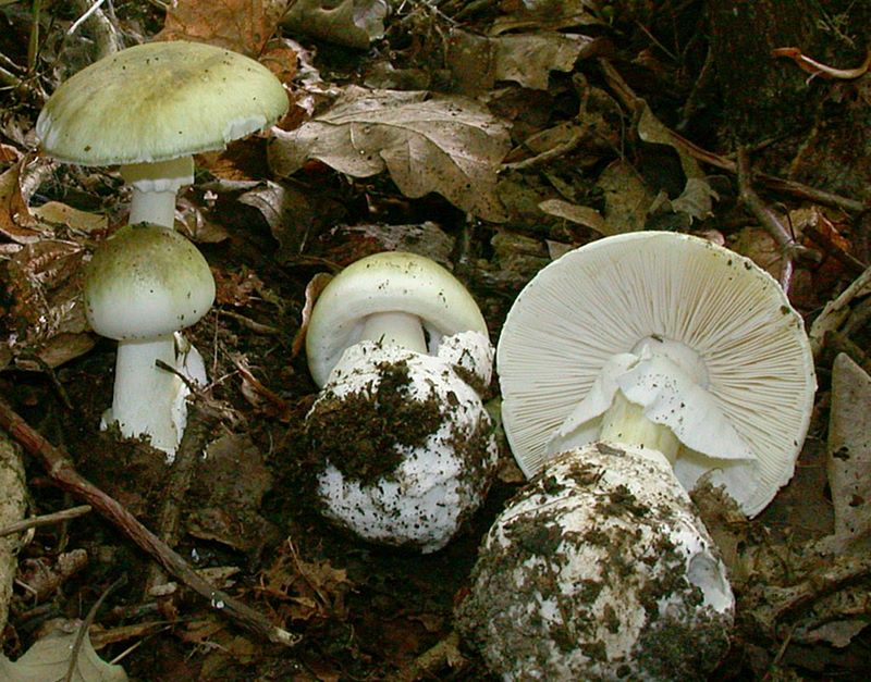 Amanita phalloides