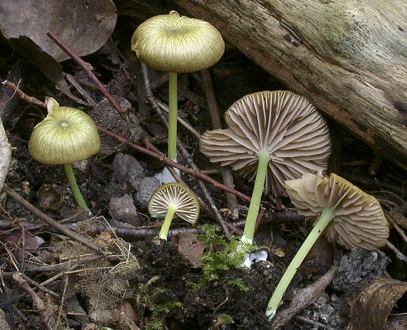 Entoloma incanum