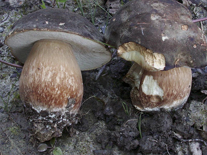 Boletus aereus