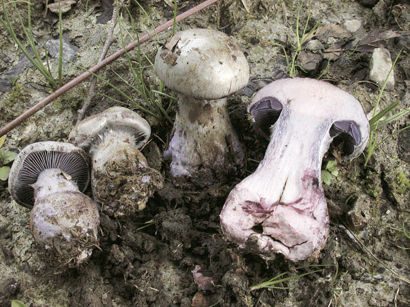 Cortinarius cyanites