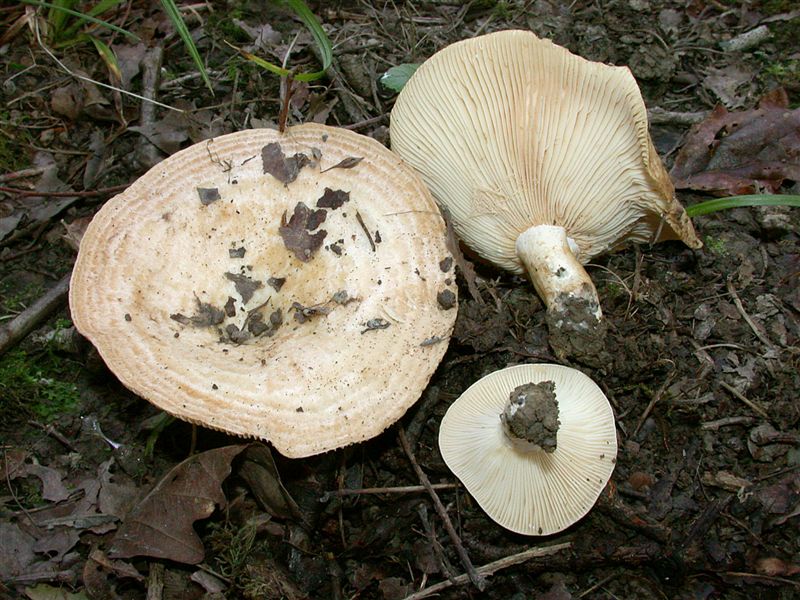 Lactarius zonarius