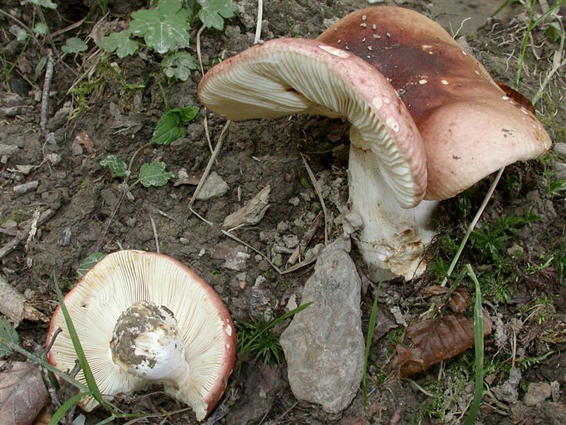 Russula melliolens