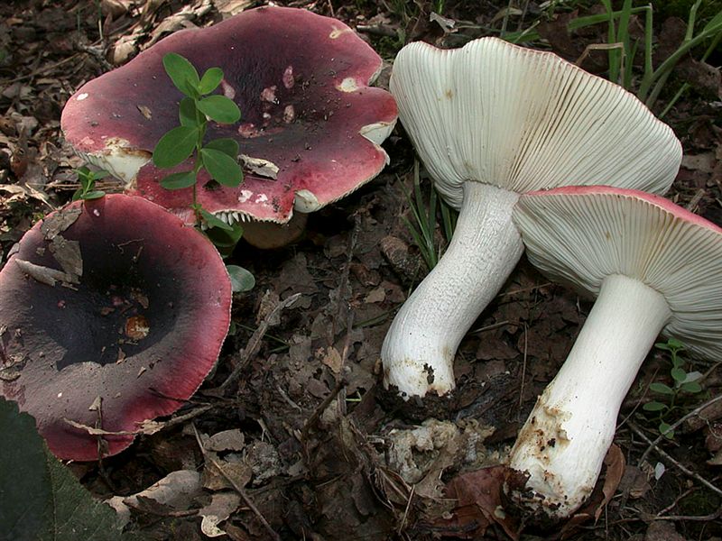 Russula atropurpurea