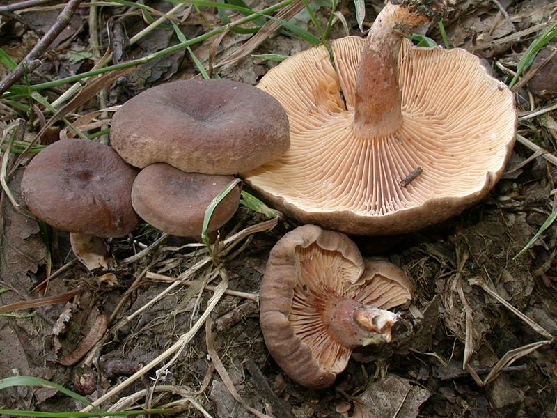 Lactarius subumbonatus