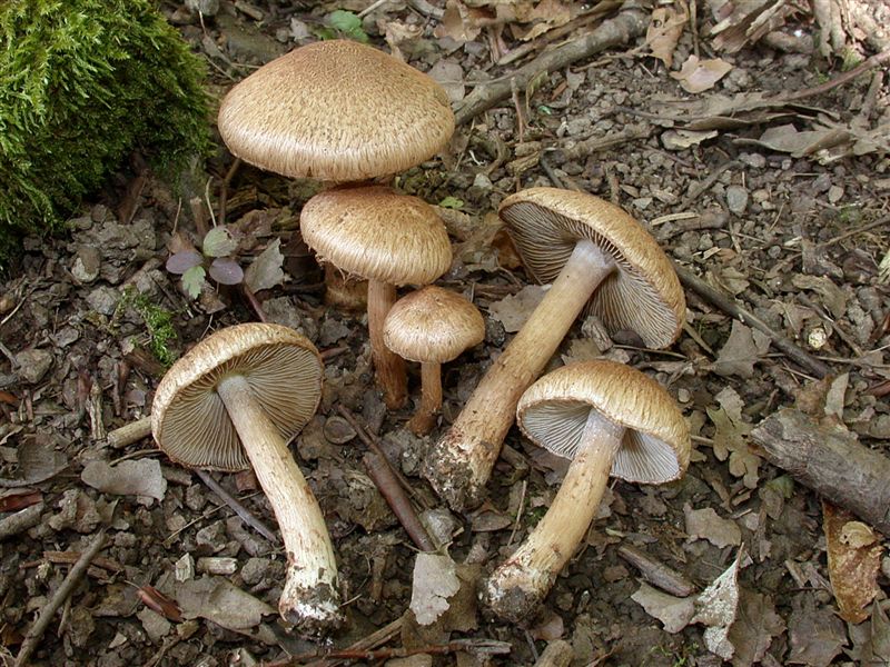 Inocybe bongardii