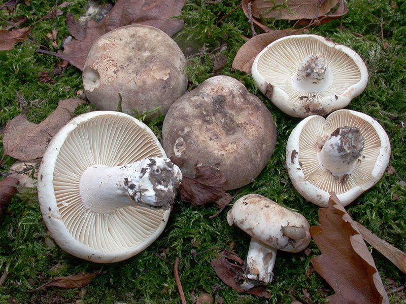 Russula nigricans