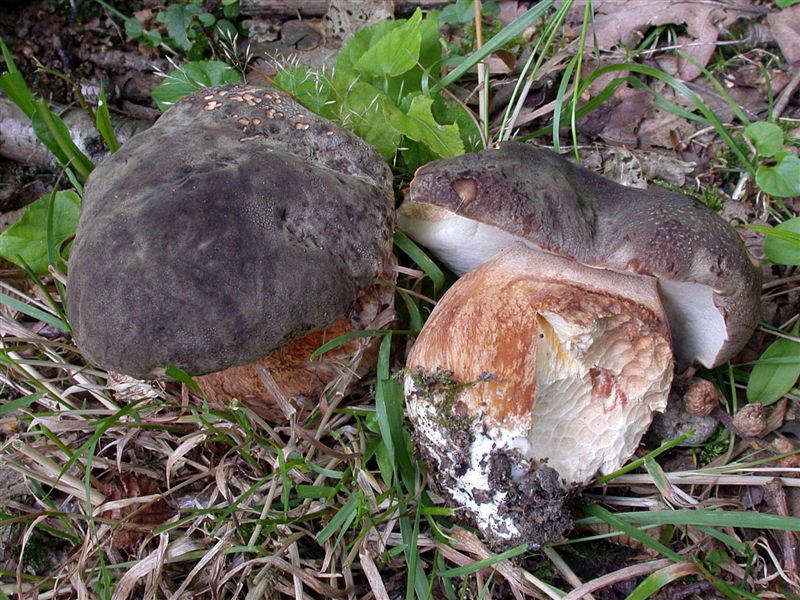 Boletus aereus