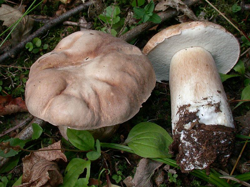 Boletus aestivalis