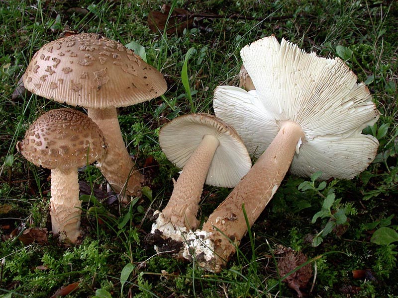 Amanita brunneoconulus