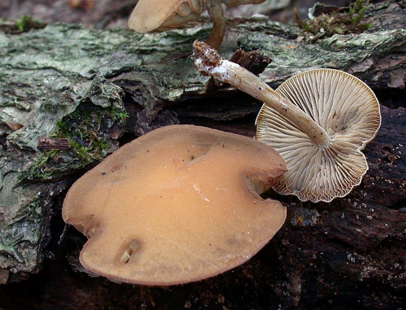 Simocybe sumptuosa