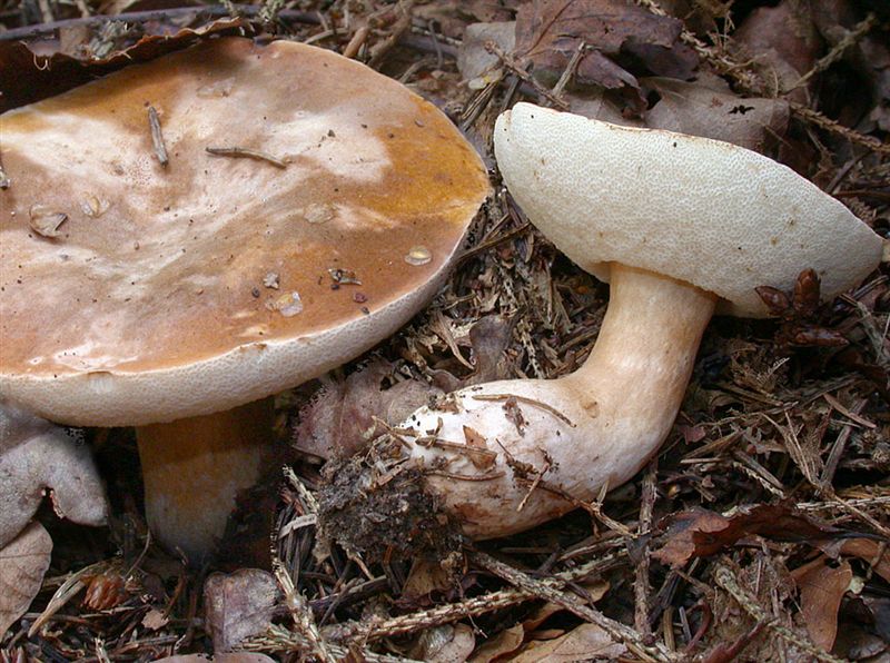 Gyroporus castaneus