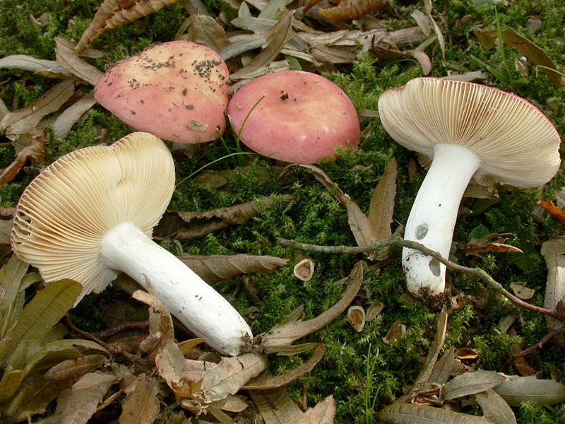 Russula decipiens