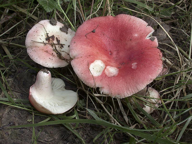 Russula luteotacta