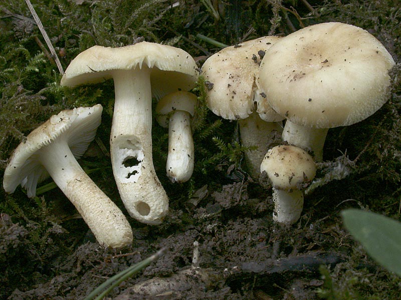 Russula farinipes