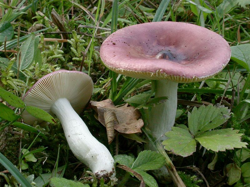 Russula amara