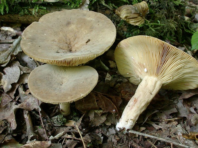 Lactarius pterosporus