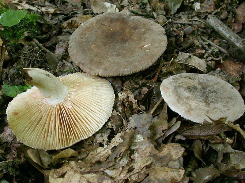 Lactarius ruginosus