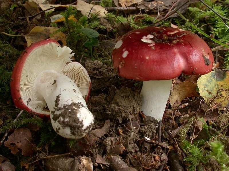 Russula lundellii