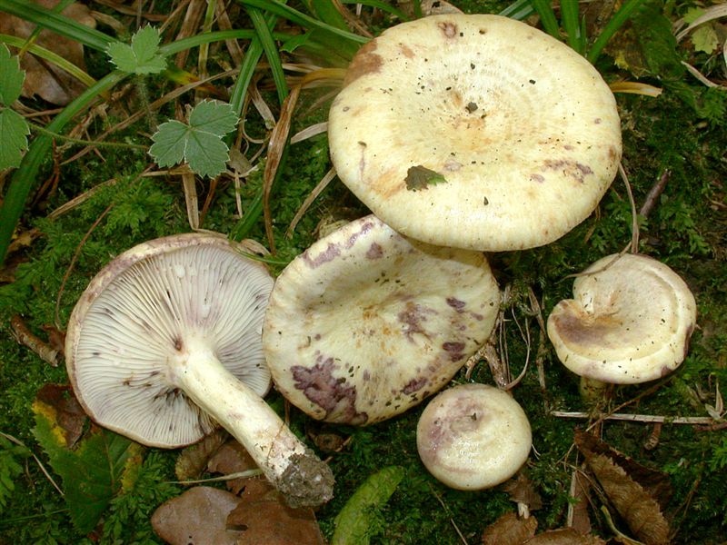 Lactarius flavidus