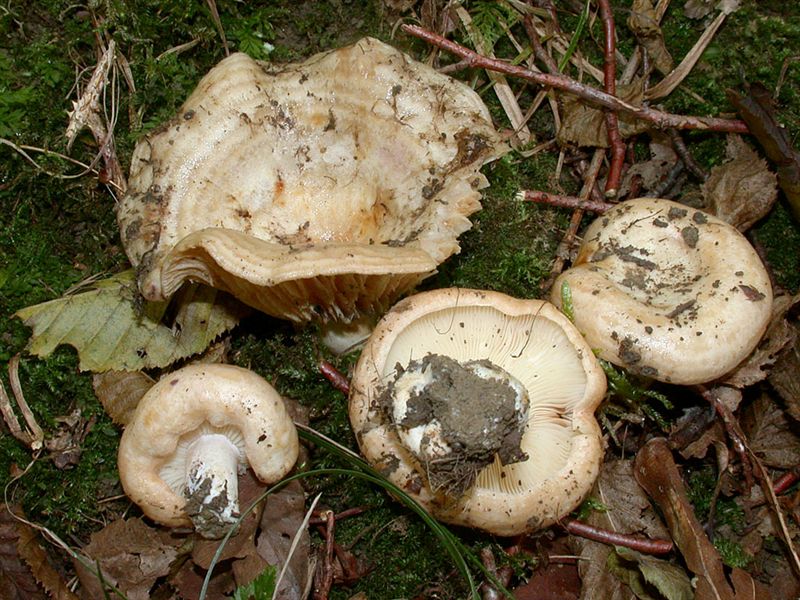 Lactarius zonarius