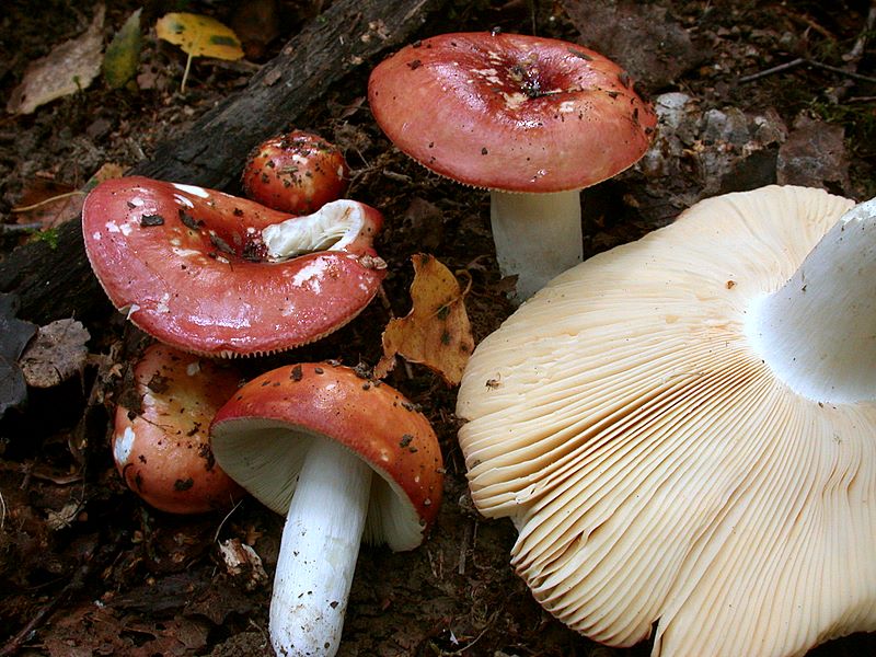 Russula lundellii