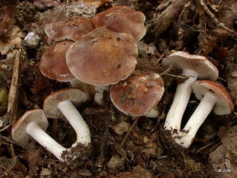 Hebeloma truncatum