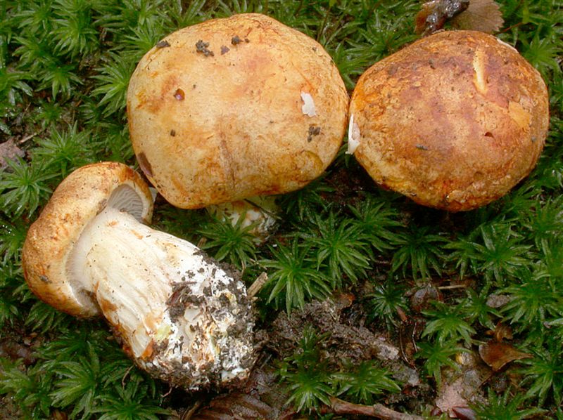 Cortinarius rubicundulus