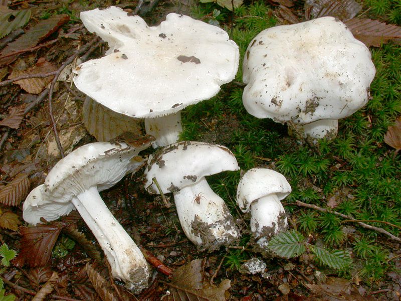 Tricholoma columbetta