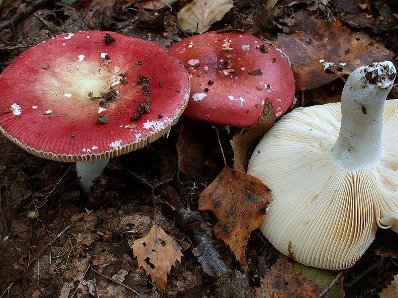 Russula lundellii