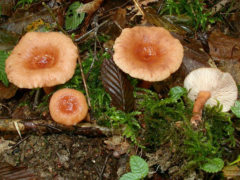 Lactarius tabidus
