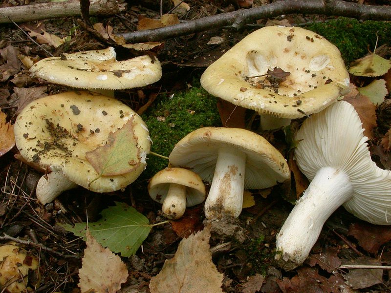 Russula ochroflavescens