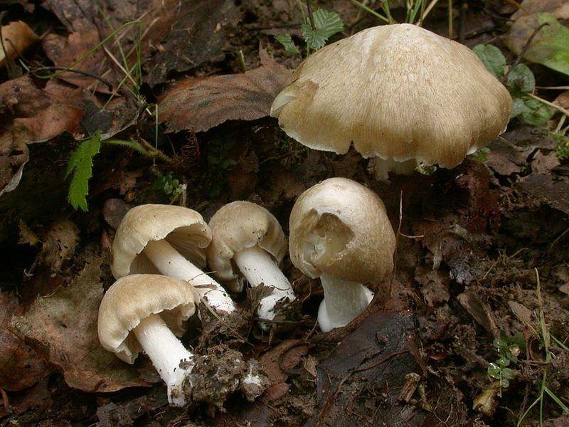 Inocybe cookei