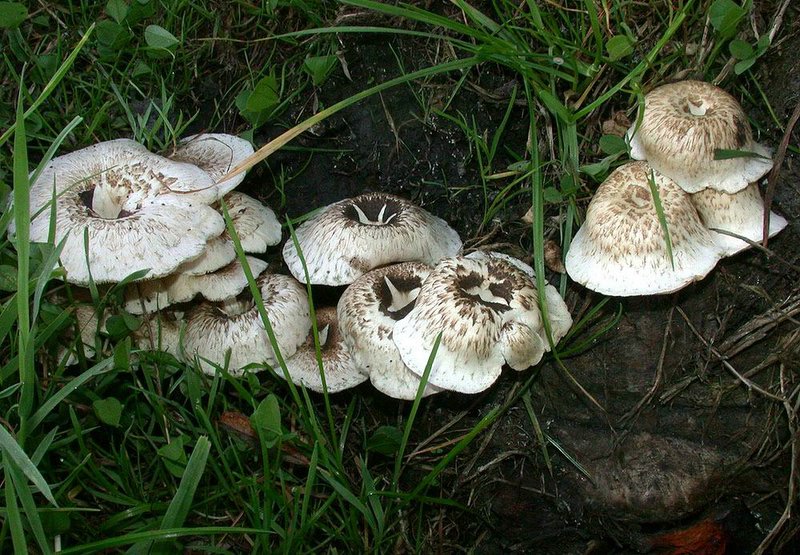 Lentinus tigrinus