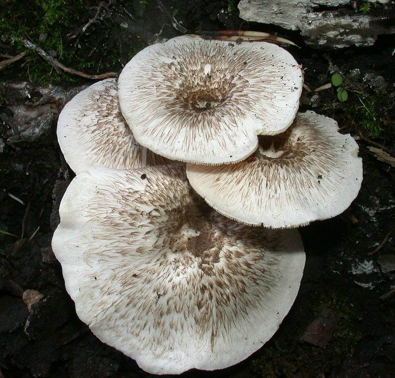 Lentinus tigrinus