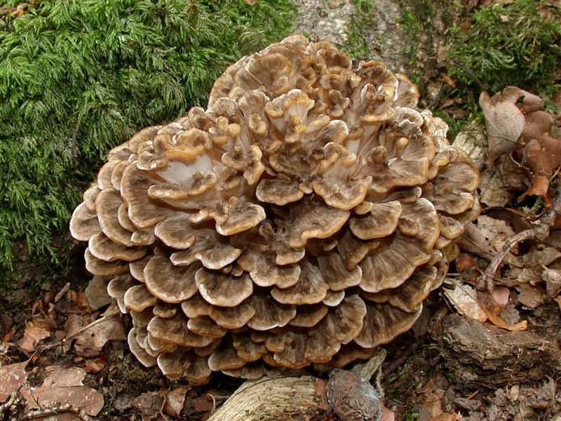 Grifola frondosa