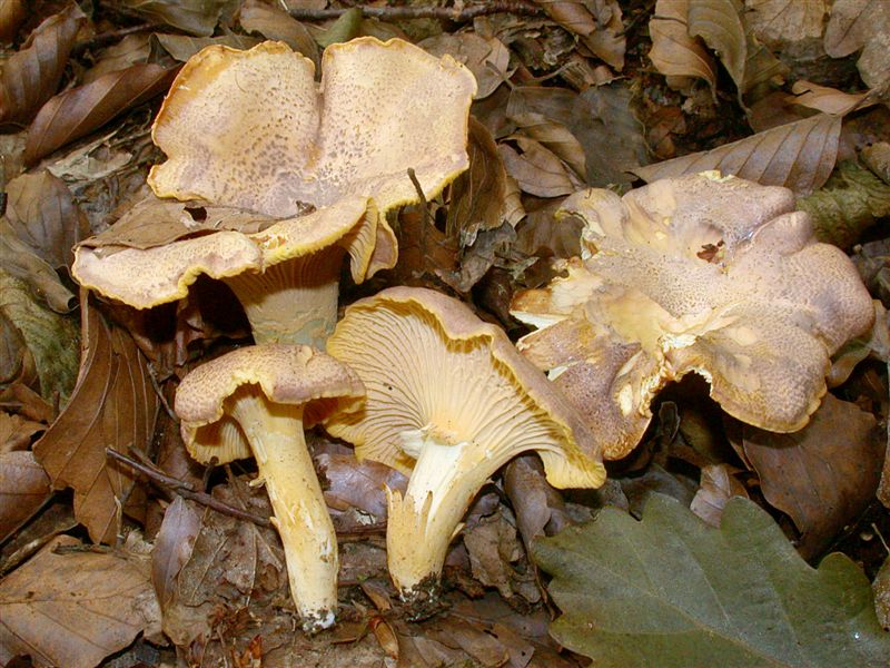 Cantharellus amethysteus