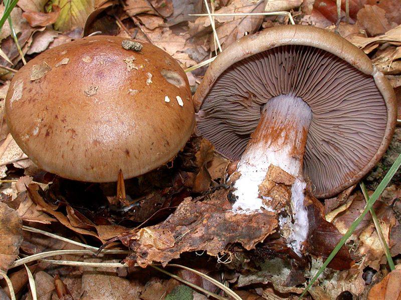 Cortinarius purpurascens