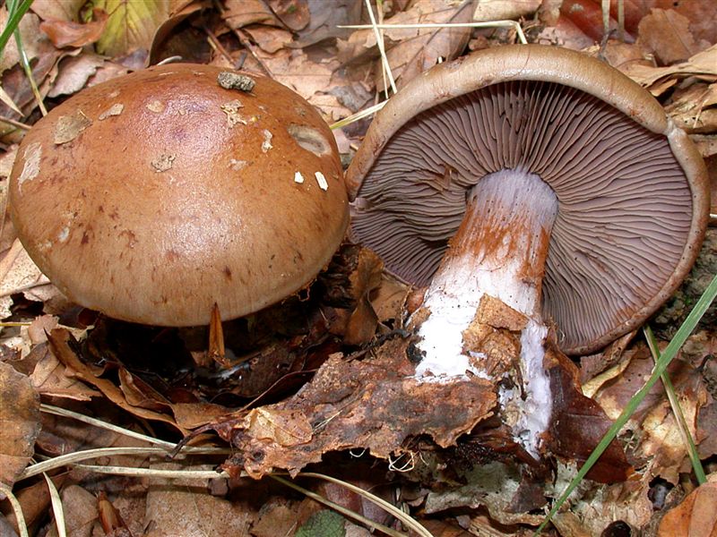 Cortinarius purpurascens