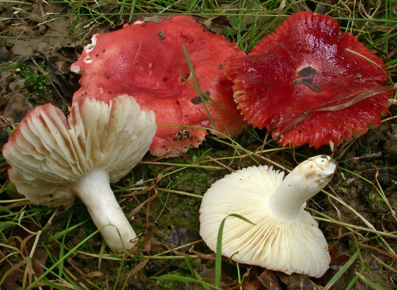 Russula luteotacta