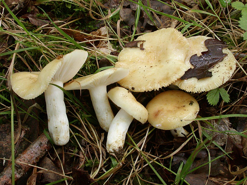 Russula farinipes