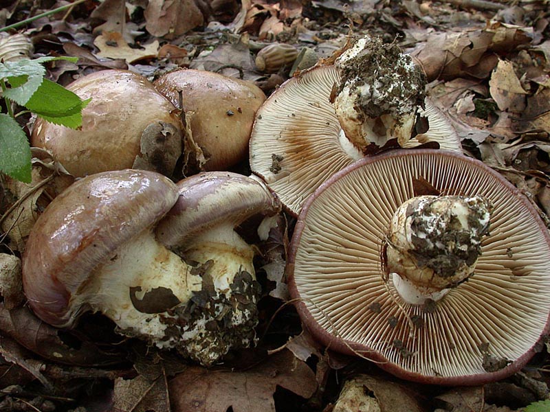 Cortinarius balteatocumatilis