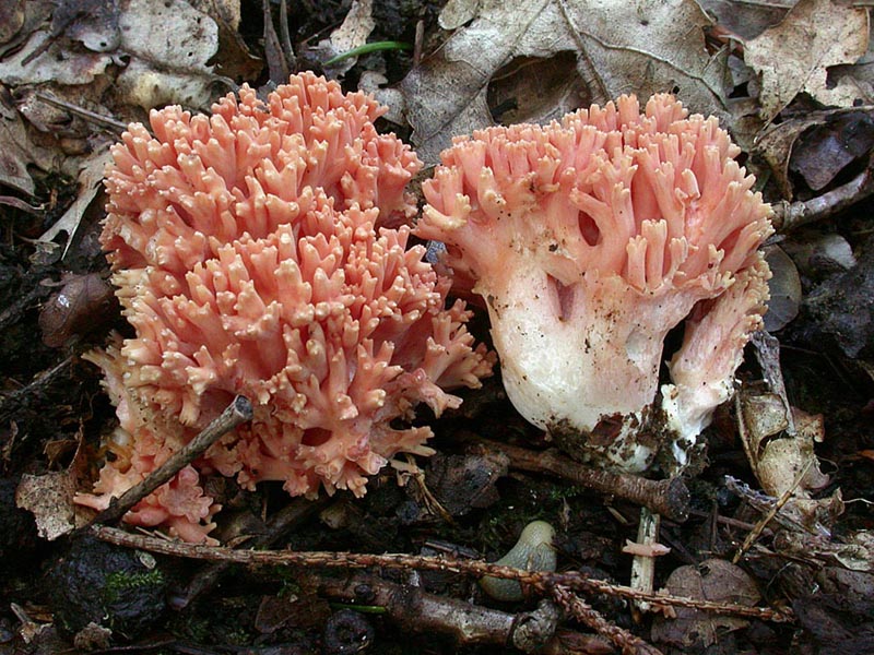 Ramaria subbotrytis