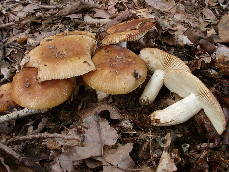 Russula subfoetens