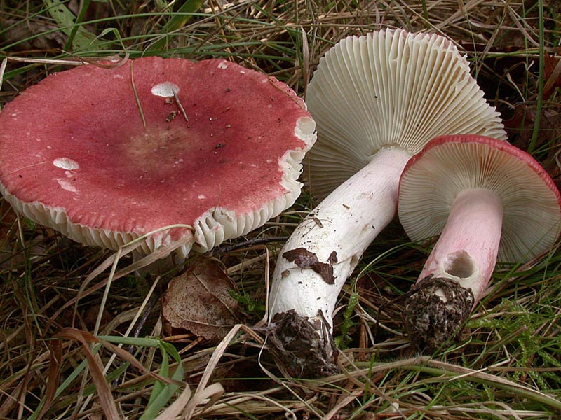 Russula sanguinaria