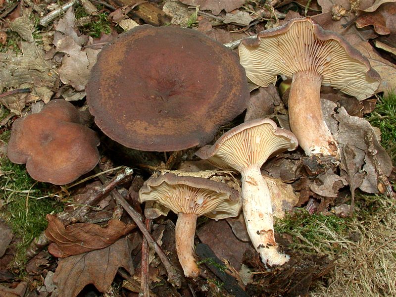 Lactarius subumbonatus