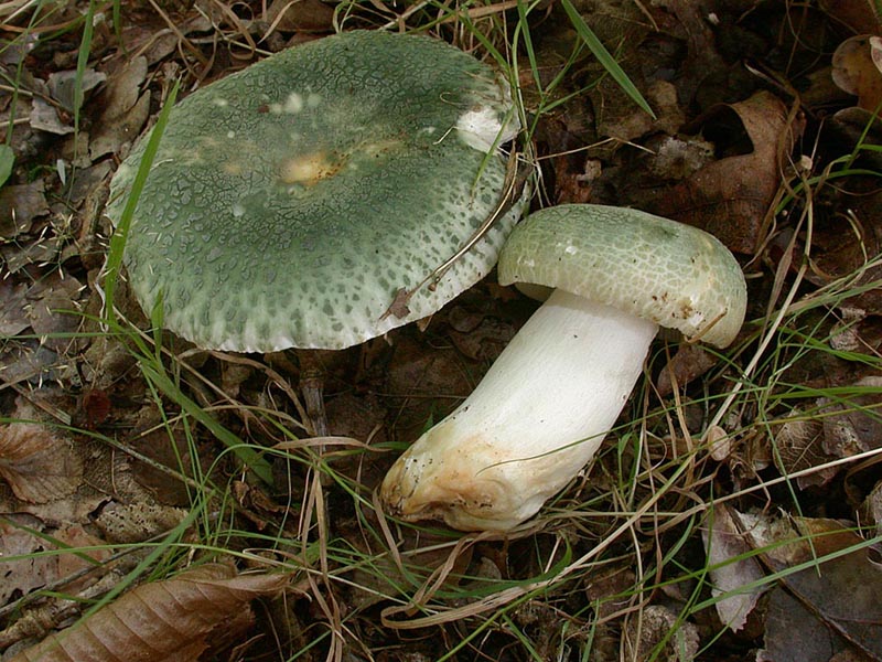 Russula virescens