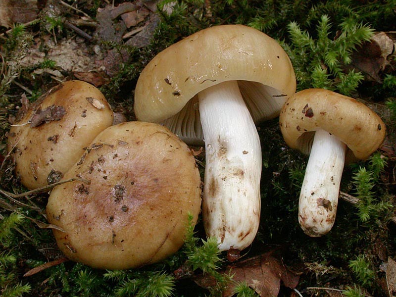 Russula laurocerasi